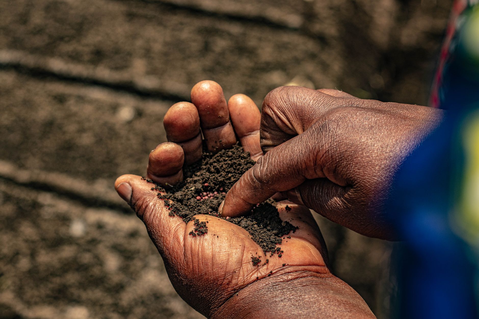 Des mains tenant de la terre et des graines, incarnant la reconstruction et la croissance nouvelle