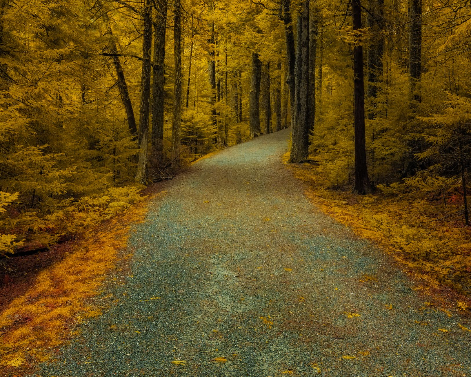 Chemin sinueux en forêt représentant le parcours de vie